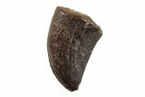 Theropod Tooth - Judith River Formation #204655-1